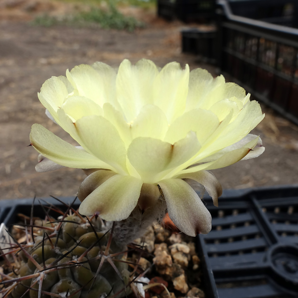 Acanthocalycium glaucum :: Kaktusy-sukulenty-masozravky